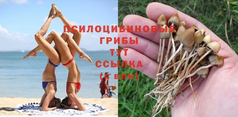 Галлюциногенные грибы Cubensis  Дно 